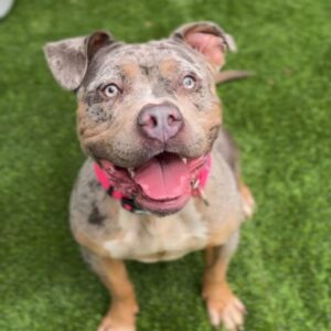 Flower is a Terrier, Pit Bull.
