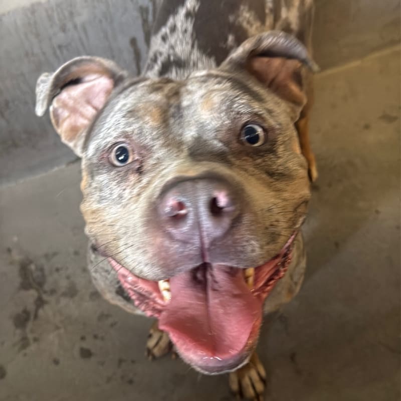 Flower is a Terrier, Pit Bull.