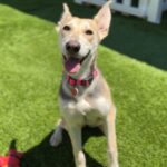 Lisa is a Retriever, Labrador.
