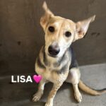 Lisa is a Retriever, Labrador.