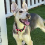 Lisa is a Retriever, Labrador.