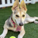 Lisa is a Retriever, Labrador.