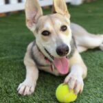 Lisa is a Retriever, Labrador.