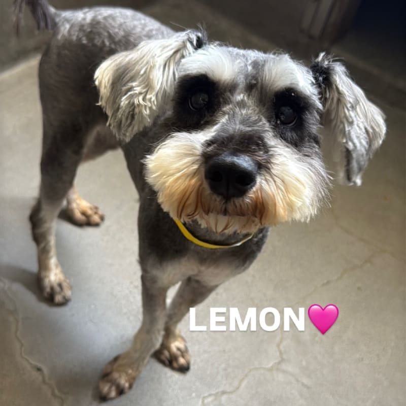 Lemon is a Schnauzer.