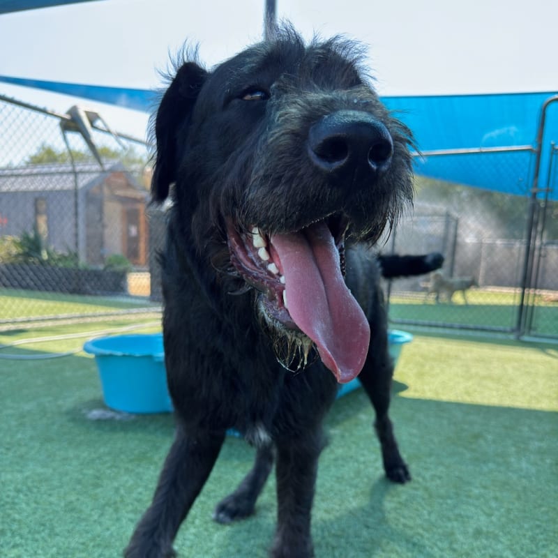 Hemi is a Hound, Irish Wolfhound/Schnauzer, Giant.