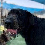 Hemi is a Hound, Irish Wolfhound/Schnauzer, Giant.