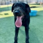 Hemi is a Hound, Irish Wolfhound/Schnauzer, Giant.