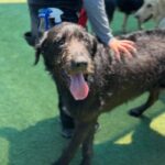 Hemi is a Hound, Irish Wolfhound/Schnauzer, Giant.