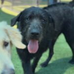 Hemi is a Hound, Irish Wolfhound/Schnauzer, Giant.