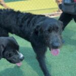 Hemi is a Hound, Irish Wolfhound/Schnauzer, Giant.