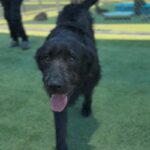 Hemi is a Hound, Irish Wolfhound/Schnauzer, Giant.