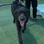 Hemi is a Hound, Irish Wolfhound/Schnauzer, Giant.