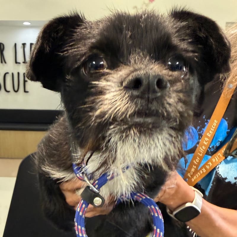 Todd is a Terrier.