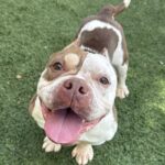 Mateo is a Bulldog, American.