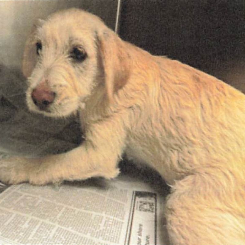 Coleen is a Terrier, Border.