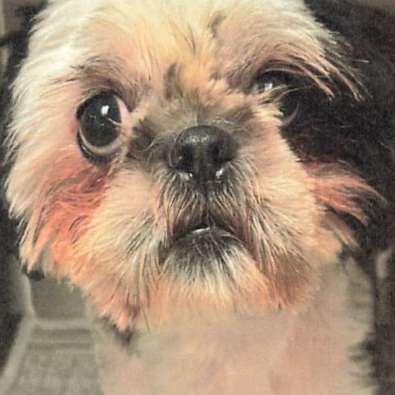 Hydrox is a Shih Tzu.