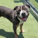 Garth is a Terrier, American Staffordshire.