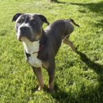 Garth is a Terrier, American Staffordshire.