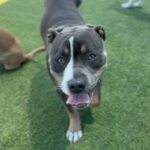 Garth is a Terrier, American Staffordshire.