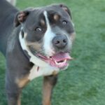 Garth is a Terrier, American Staffordshire.