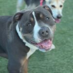 Garth is a Terrier, American Staffordshire.