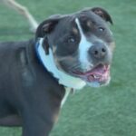 Garth is a Terrier, American Staffordshire.