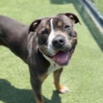 Garth is a Terrier, American Staffordshire.