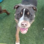 Garth is a Terrier, American Staffordshire.