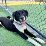 Chet is a Collie, Border.