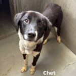 Chet is a Collie, Border.