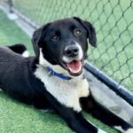 Chet is a Collie, Border.