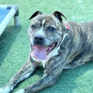 Tyson is a Boxer/Terrier, Pit Bull.