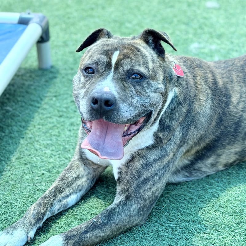Tyson is a Boxer/Terrier, Pit Bull.