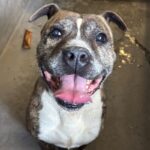 Tyson is a Boxer/Terrier, Pit Bull.