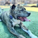 Tyson is a Boxer/Terrier, Pit Bull.