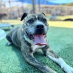 Tyson is a Boxer/Terrier, Pit Bull.