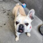 Ripley is a Bulldog, French.