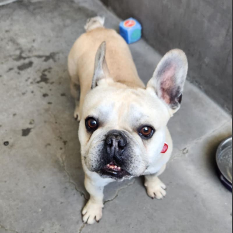 Ripley is a Bulldog, French.