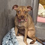 Scout is a Terrier, Pit Bull.