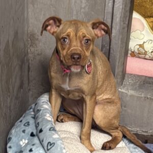 Scout is a Terrier, Pit Bull.