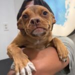 Scout is a Terrier, Pit Bull.