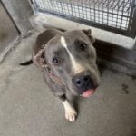 Iris is a Terrier, American Pit Bull.