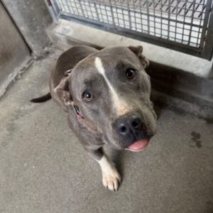Iris is a Terrier, American Pit Bull.
