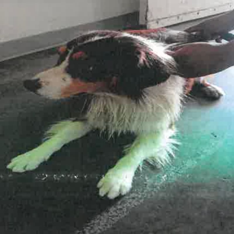 Bobby is a Shepherd, Australian.