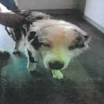 Remmy is a Shepherd, Australian.