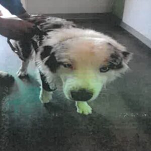 Remmy is a Shepherd, Australian.