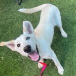 Magic is a Husky, Siberian.