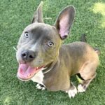 Sawyer is a Terrier, Pit Bull.
