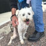 Osito is a Poodle, Miniature.