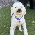 Osito is a Poodle, Miniature.